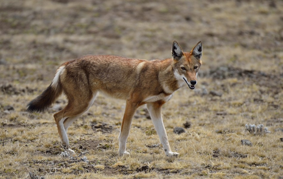 Loup Ethiopie Va_DSC4812 - copie_1712_DSC4812 - copie